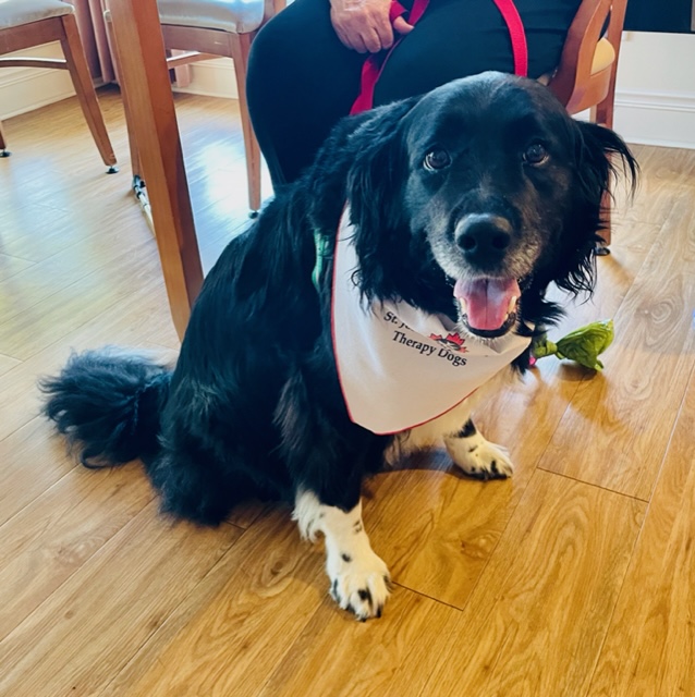 Black dog looking at camera wearing a white bandana 